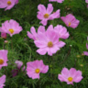 Meet your Posher, Greta